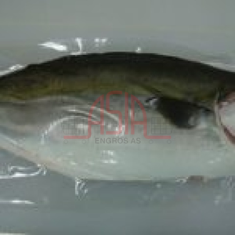 Frozen HAMACHI FILLET Kingfish
